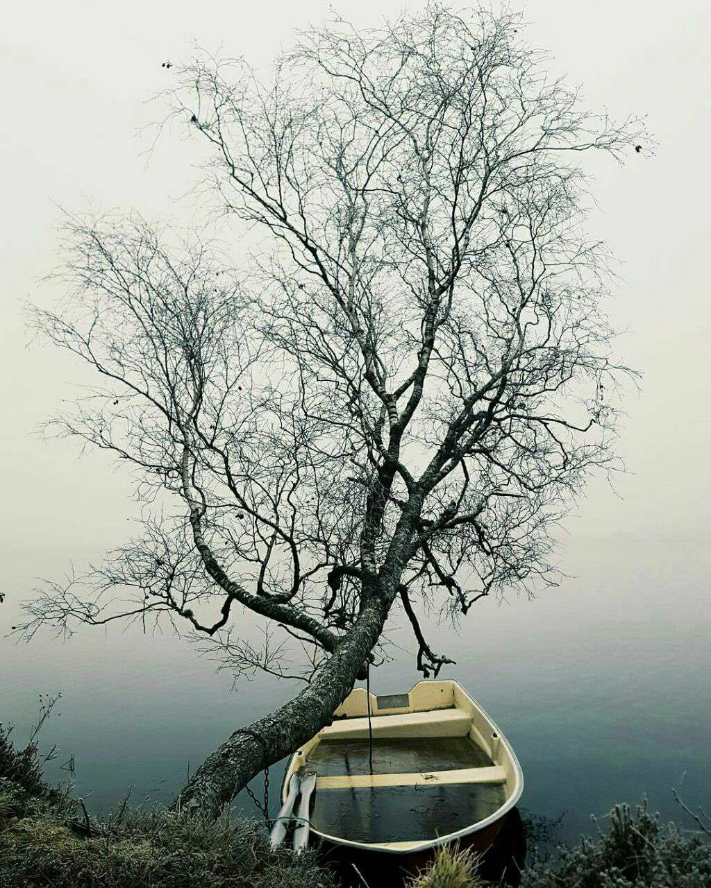 قایق بسته شده به درخت